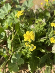 Senecio vernalis