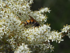Radumeris tasmaniensis