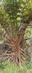 Cyathea australis