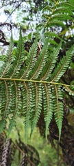 Cyathea australis