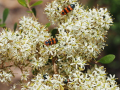 Castiarina crenata