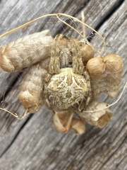 Backobourkia brouni