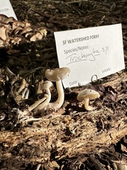Trichocybe