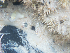 Girella elevata