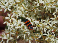Castiarina crenata