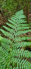 Calochlaena dubia