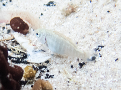 Girella elevata