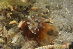 Corynactis australis