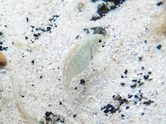 Girella elevata