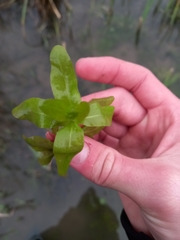 Veronica anagallis-aquatica