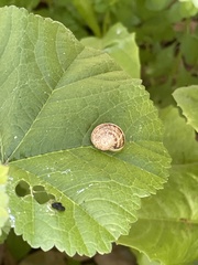 Cornu aspersum