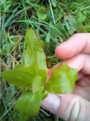 Veronica anagallis-aquatica