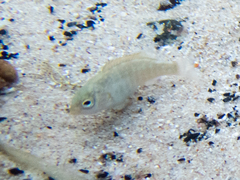 Girella elevata