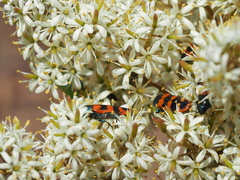 Castiarina crenata