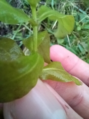 Veronica anagallis-aquatica