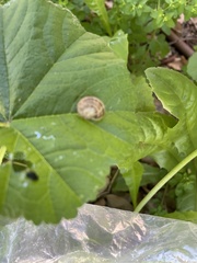 Cornu aspersum