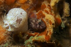 Parablennius tasmanianus