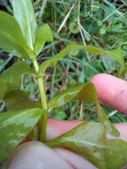 Veronica anagallis-aquatica