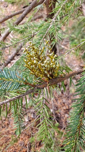 western spruce dwarf mistletoe (Arceuthobium microcarpum)