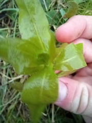 Veronica anagallis-aquatica
