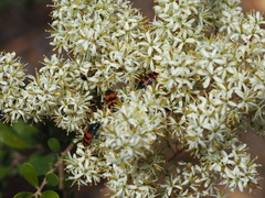 Castiarina crenata