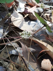 Pentapeltis peltigera