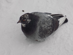 Columba livia domestica
