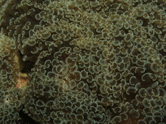 Fimbriaphyllia ancora