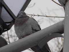 Columba livia domestica