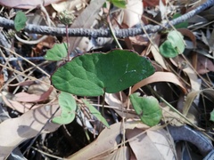 Pentapeltis peltigera