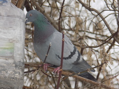Columba livia domestica