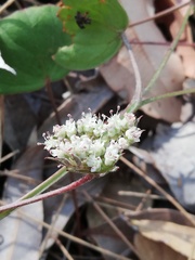 Pentapeltis peltigera