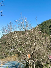 Magnolia fordiana