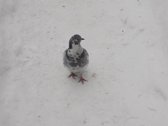 Columba livia domestica