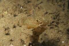 Electroma papilionacea