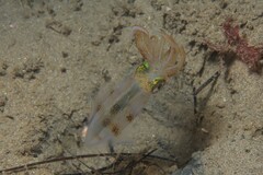 Sepioteuthis australis