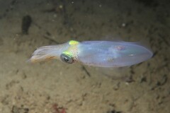 Sepioteuthis australis