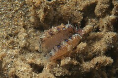 Mimachlamys asperrima