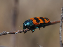 Castiarina crenata