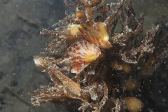 Electroma papilionacea