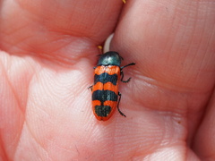 Castiarina crenata