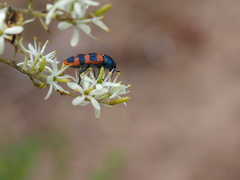 Castiarina crenata