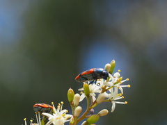 Castiarina crenata