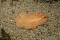 Thysanozoon brocchii