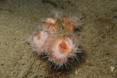 Anthothoe albocincta