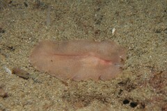 Phrikoceros