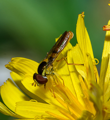 Sphaerophoria macrogaster