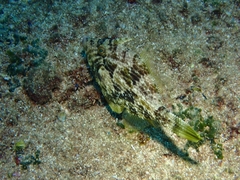 Stephanolepis diaspros