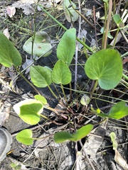 Ornduffia reniformis