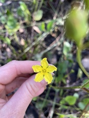 Ornduffia reniformis